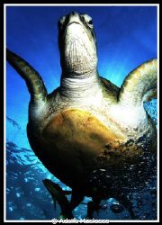 GREEN TURTLE & REMORAS by Adolfo Maciocco 